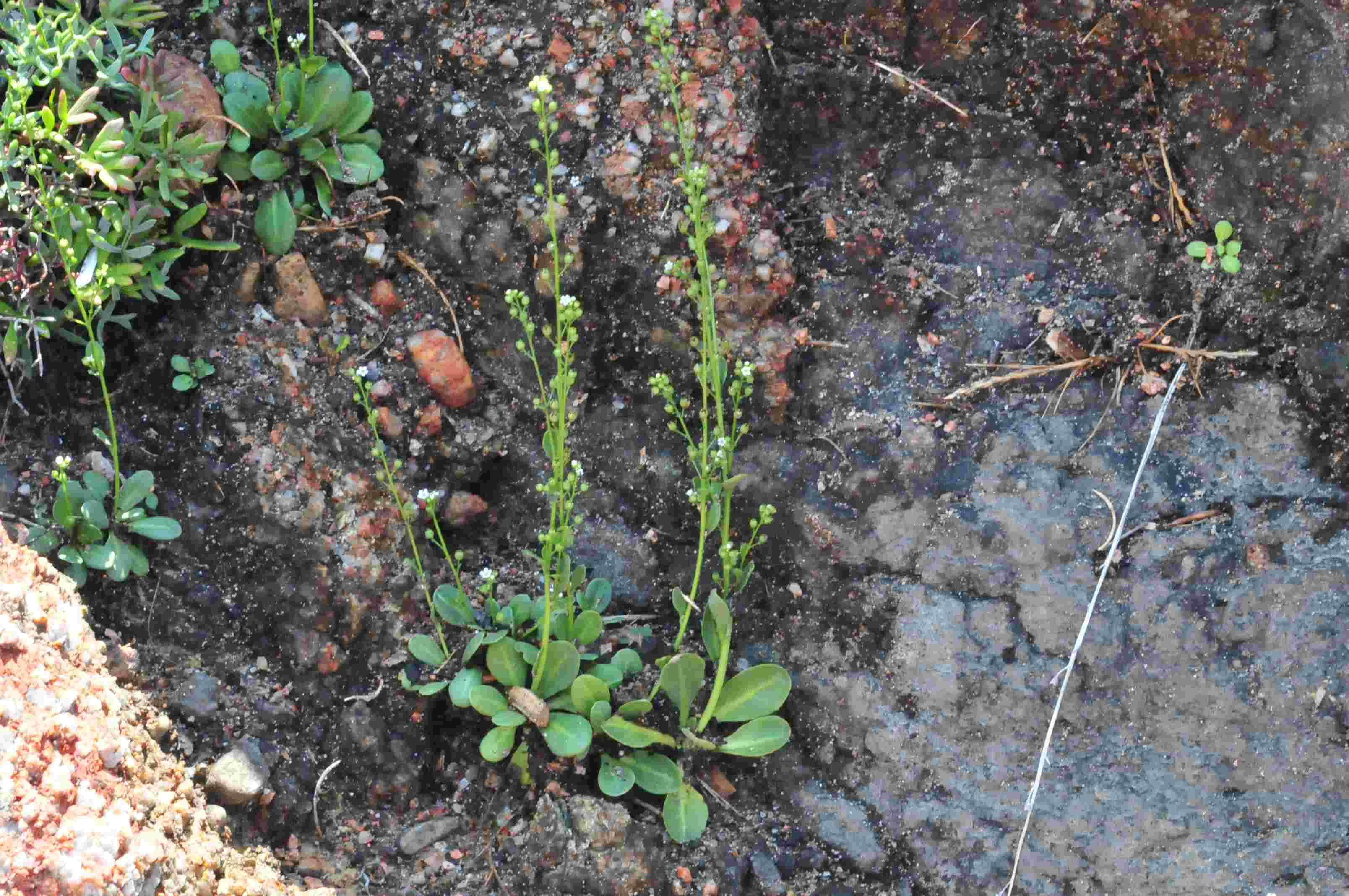 Primulaceae : Samolus valerandi
